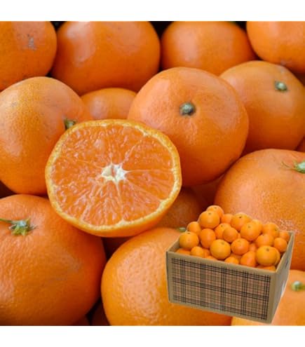 Amazon.co.jp: 屋久島たんかん 家庭用訳あり10kg（サイズおまかせ